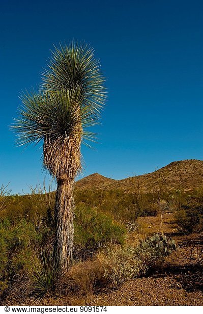 Big Bend National Park Beaked Yucca