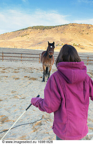 big draft horse looking at girl that is training it.
