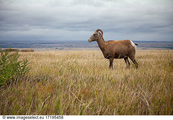 Big Horn Sheep on the Plains