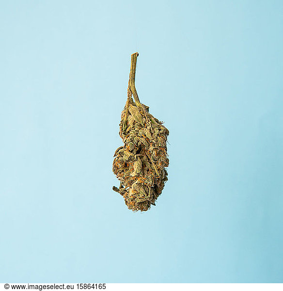 Big isolated cannaibs flowering bud after harvest on a blue bac