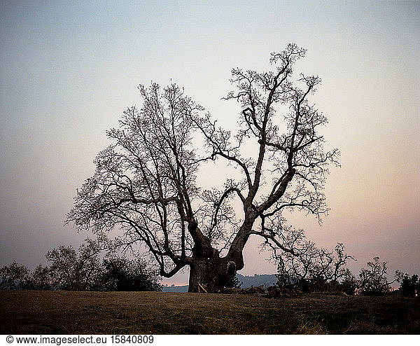 Big old oak tree in Big Sur hills at sunset