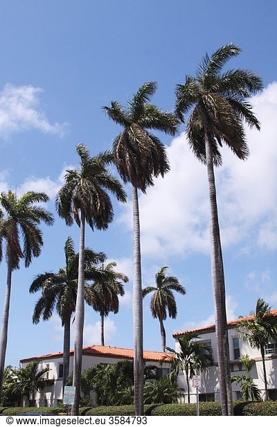 Big Palms in Miami Beach