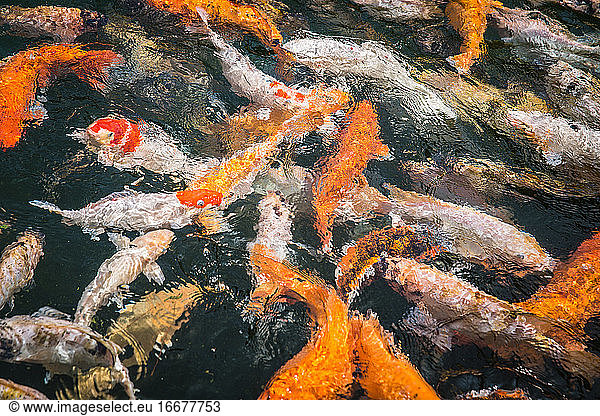 Big yellow orange and white carp fish swimming above surface in a pond