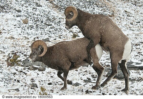 Bighorn-Schaf (Ovis canadensis) zwei erwachsene Männchen  steigendes Verhalten im Schnee  Jasper N. P. Alberta  Kanada  Oktober  Nordamerika