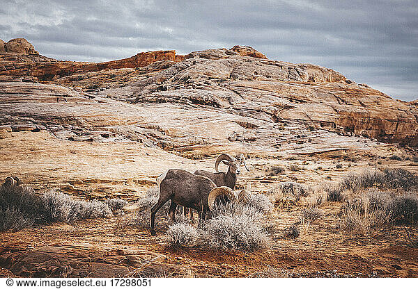 Bighorn sheep are standing in Valley Of Fire State Park