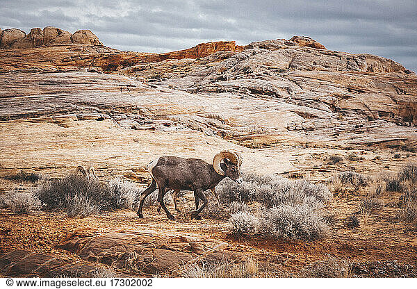 Bighorn sheep are walking in Valley Of Fire State Park