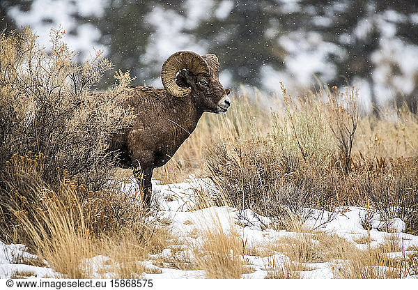 Bighorn Sheep ram (Ovis canadensis) stands in a sagebrush meadow on a snowy day in the North Fork of the Shoshone River valley near Yellowstone National Park; Wyoming  United States of America