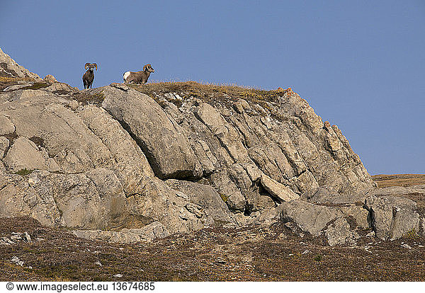 Bighorn Sheep Rams (Ovis canadensis) look out from alpine rock outcropping. Jasper National Park  Alberta  Canada