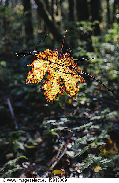Bigleaf maple leaf (Acer macrophyllum) in autumn  caught in small tree branch  lush temperate rainforest in background  along the North Fork Snoqualmie River  near North Bend  Washington