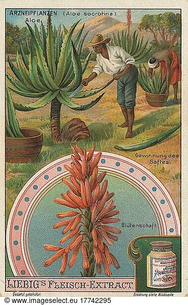 Bilderserie die Zubereitung von Arzneipflanzen  Aloe  Aloe socotrina  Gewinnung des Pflanzensaft und Blüte  digital restaurierte Reproduktion eines Sammelbildes von ca 1900  gemeinfrei  genaues Datum unbekannt