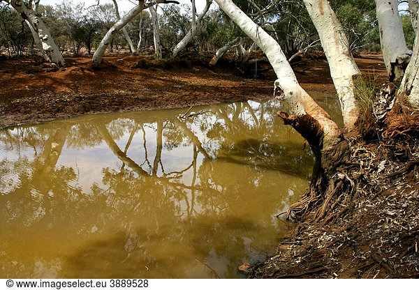 Billabong Flussarm mit Eukalyptusbäumen  Nordwest-Australien