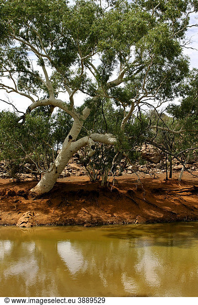 Billabong Flussarm mit Eukalyptusbaum  Nordwest-Australien