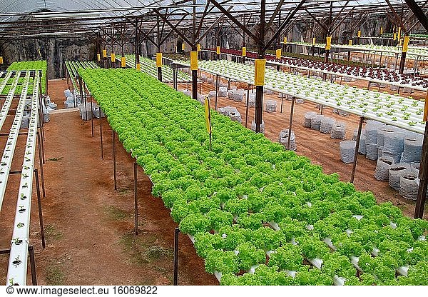 Bio-Gemüse Hydrophonische Plantagen werden in Gewächshäusern angebaut  Cameron Highland  Malaysia