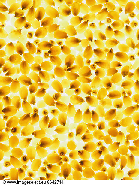 Bio-Popcorn-Körner