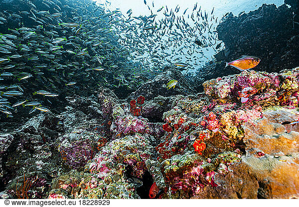 biodiversity at coral reef in the South Andaman Sea / Thailand