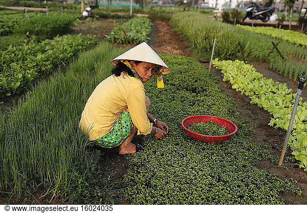 Biologische Gemüsegärten im Dorf tra que