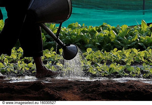 Biologische Gemüsegärten im Dorf Tra Que. Bewässerung  Ein Bauer bewässert seinen Gemüsegarten. Nahaufnahme einer Gießkanne. Hoi An. Vietnam.