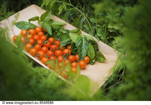 Biologische Landwirtschaft. Ein Holztablett mit roten Kirschtomaten und Basilikumblättern.