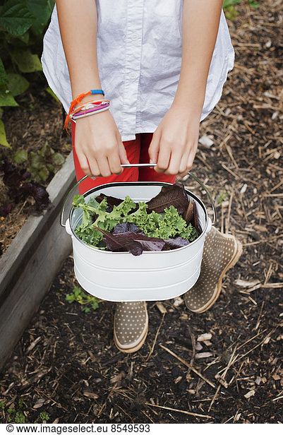 Biologische Landwirtschaft. Ein junges Mädchen trägt einen Eimer mit geernteten Salatblättern.