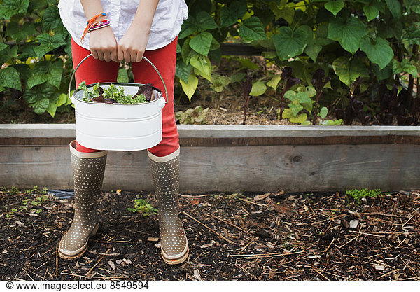 Biologische Landwirtschaft. Ein junges Mädchen trägt einen Eimer mit geernteten Salatblättern.