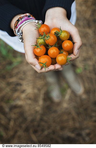 Biologische Landwirtschaft. Ein Mädchen hält eine Handvoll reifer Kirschtomaten in der Hand.