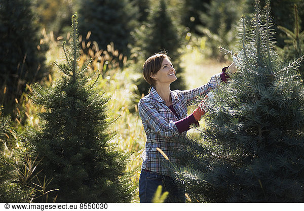 Biologische Weihnachtsbäume in einer Plantage  die von einer Frau mit Arbeitshandschuhen beschnitten werden.
