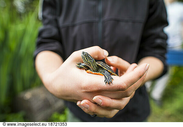 Biologist holds a Western Painted Turtle