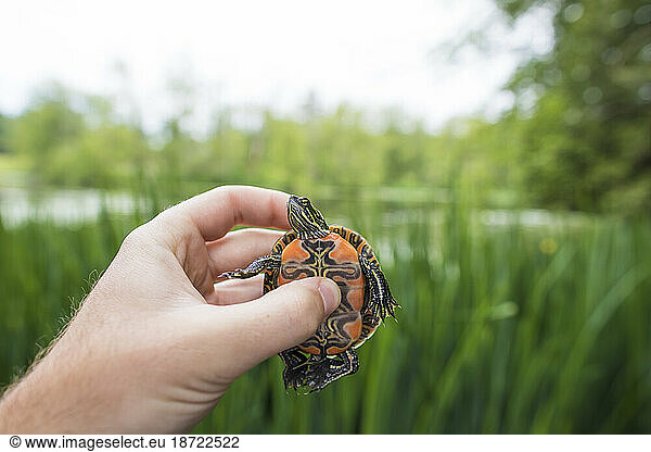 Biologist holds a Western Painted Turtle prior to release