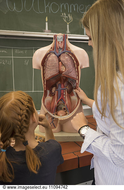 Biology teacher teaching student about human internal organs in classroom  Fürstenfeldbruck  Bavaria  Germany