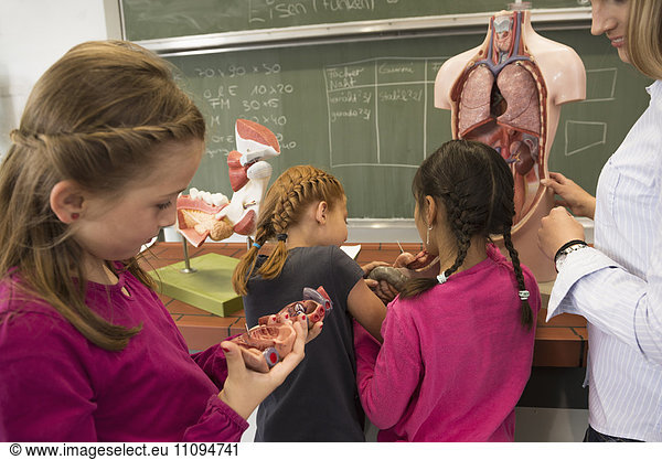 Biology teacher teaching students about human internal organs in classroom  Fürstenfeldbruck  Bavaria  Germany