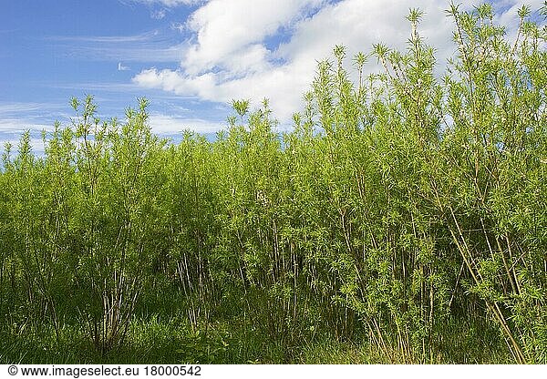 Biomasseanbau  Weide (Salix sp.) Niederwald  Schweden  Juni  Europa