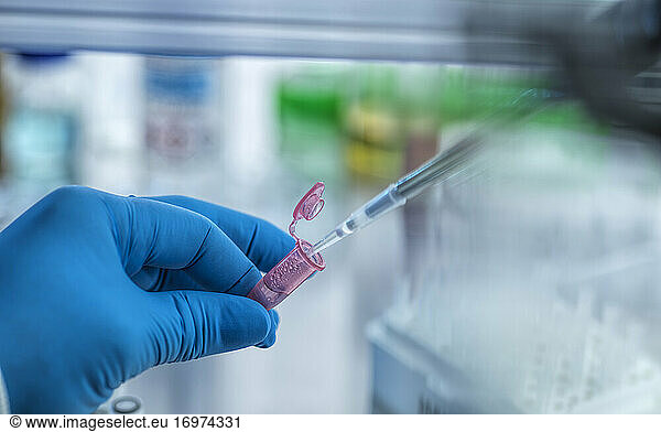 Biotechnologie  Pipettieren einer Probe in ein Fläschchen während eines Experiments im Labor