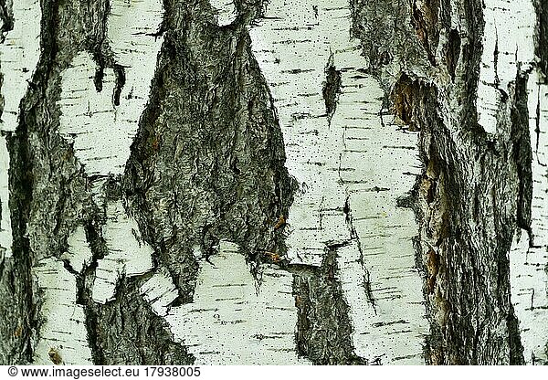 Birch bark texture natural background paper close-up  birch tree wood texture  birch tree bark  pattern of birch bark  birch bark closeup  natural birch bark background  birch bark