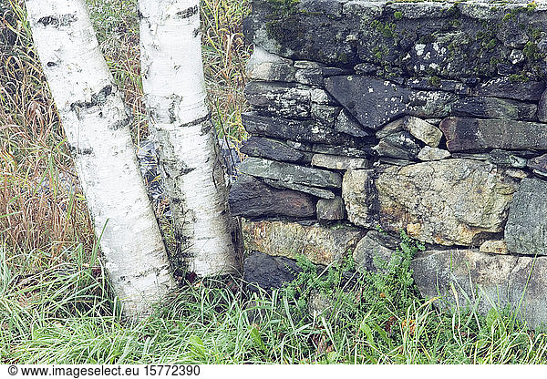 Birch trees and grass beside a stonewall.