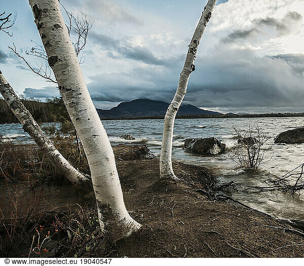 Birch trees at the edge of Flagstaff Lake  Maine on a windy day