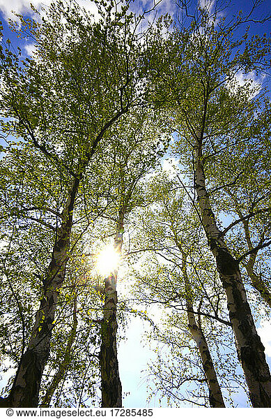 Birch trees during sunny day