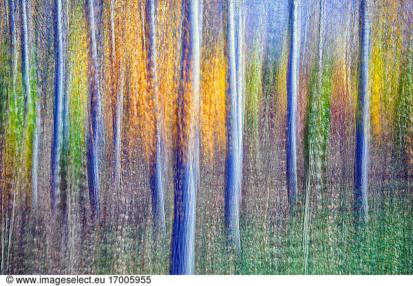 Birch trees in autumn