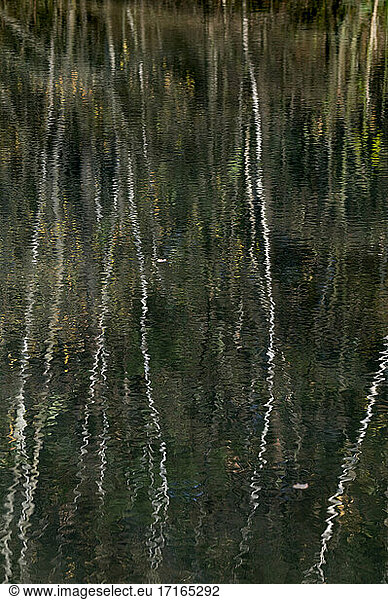 Birch trees reflecting on surface of lake in Teverener Heide