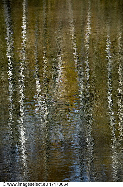 Birch trees reflecting on surface of lake in Teverener Heide