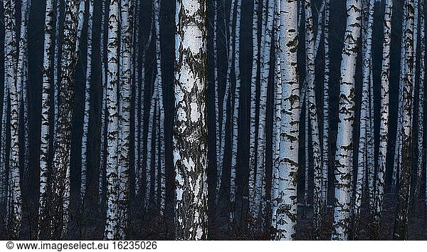 Birches (Betula) in a moor forest in the evening light  symmetry  structure  Goldenstedter Moor  Goldenstedt  Lower Saxony  Germany  Europe