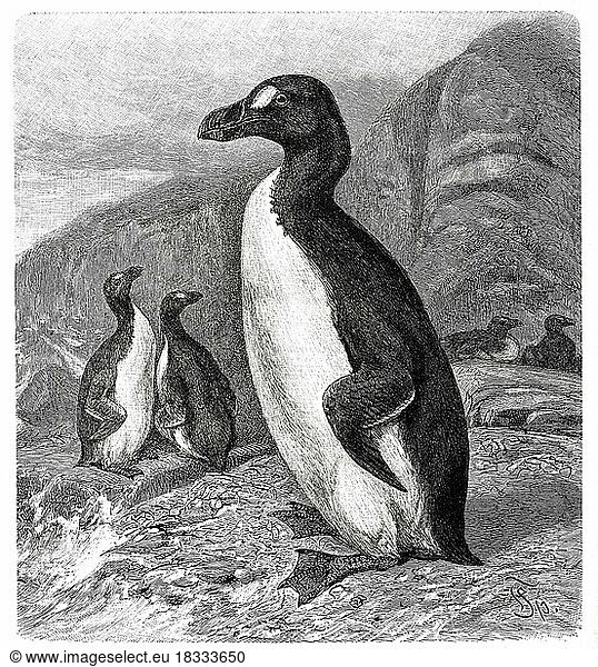 Bird (Pinguinus (Alca impennis) impennis) Giant Auk Bird (Pinguinus