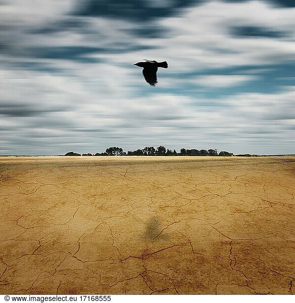 Bird flying over land against sky
