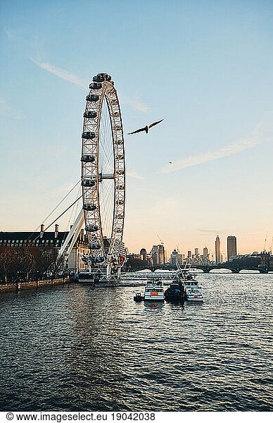 Bird flying over river near Ferris wheel during sundown