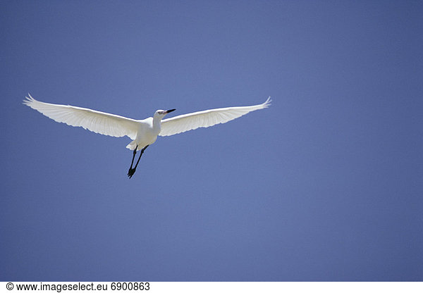 Bird in Flight Great Inagua  Bahamas