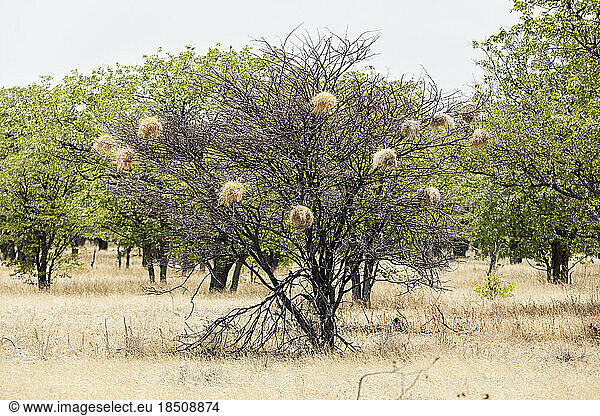 Bird nest on tree branch at Etosha National Park  Namibia  Africa