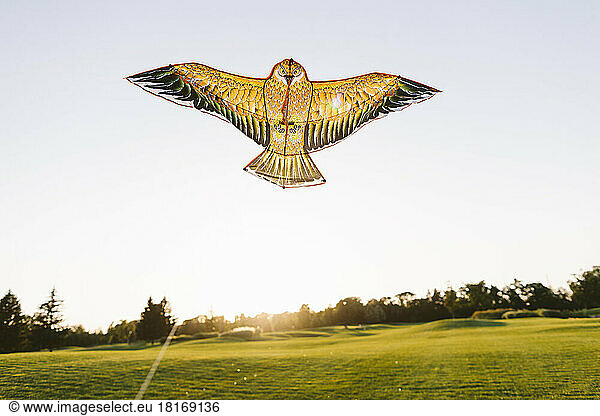 Bird shaped kite flying in park at sunset