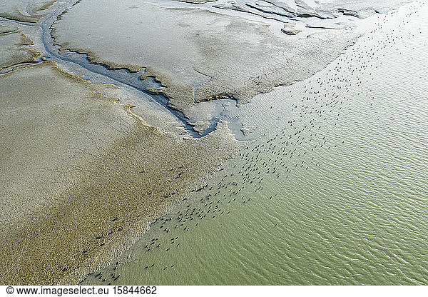 Birds Dot a Sunlit Marsh in San Francisco Bay Aerial