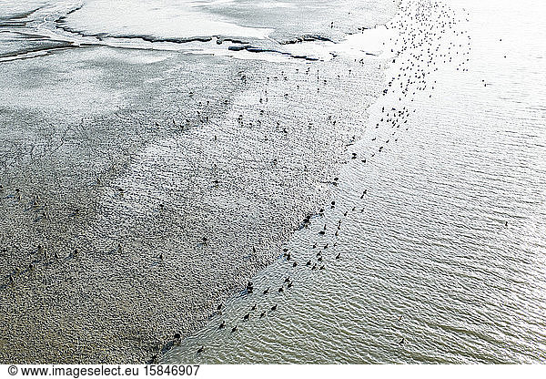 Birds Dot a Sunlit Marsh in San Francisco Bay Aerial