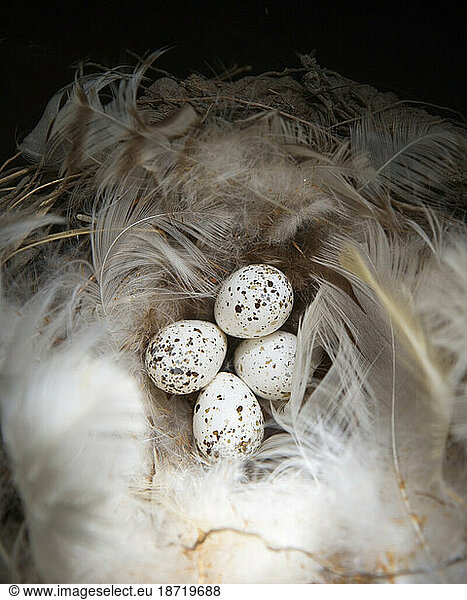 Birds eggs in a nest at a museum in Santa Barbara  California.