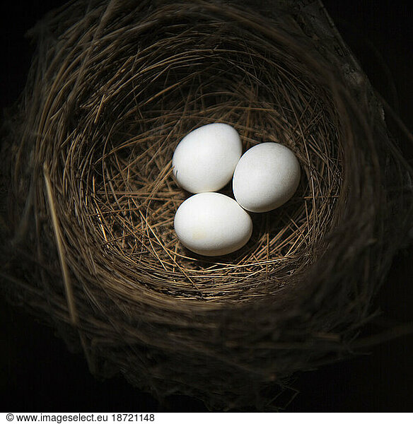 Birds eggs in a nest at a museum in Santa Barbara  California.